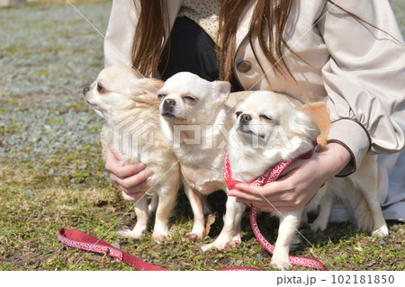 チワワのポートレート 102181850