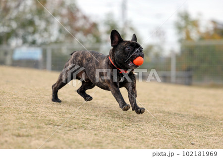 緑の芝生が気持ちいい屋外ドッグランで楽しそうに走るフレンチブルドッグ★スローモーション 緑の芝生が気持ちいい屋外ドッグランで楽しそうに走るフレンチブルドッグ★スローモーション 102181969