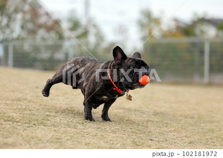 緑の芝生が気持ちいい屋外ドッグランで楽しそうに走るフレンチブルドッグ★スローモーション 緑の芝生が気持ちいい屋外ドッグランで楽しそうに走るフレンチブルドッグ★スローモーション 102181972