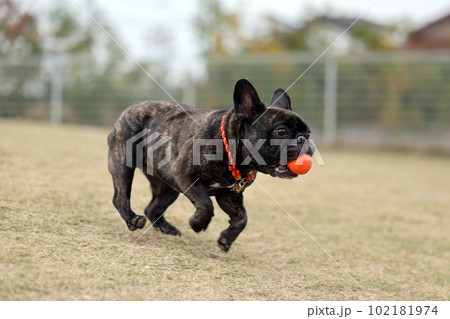 緑の芝生が気持ちいい屋外ドッグランで楽しそうに走るフレンチブルドッグ★スローモーション 102181974