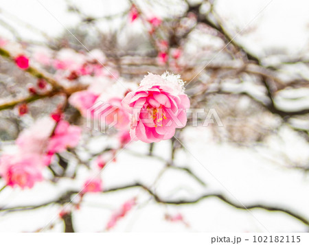 東京の雪の日の景色　満開の紅梅に積もった雪 102182115