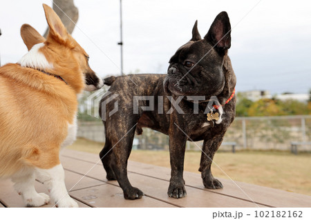 緑の芝生が気持ちいい屋外ドッグランで楽しそうに走るフレンチブルドッグ 102182162