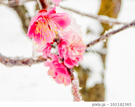 東京の雪の日の景色 満開の紅梅に積もった雪 東京の雪の日の景色 満開の紅梅に積もった雪 102182365