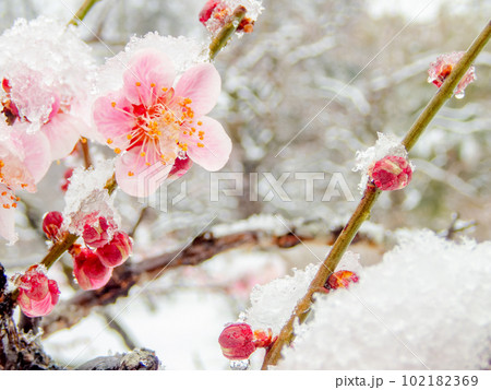 東京の雪の日の景色　満開の紅梅に積もった雪 102182369