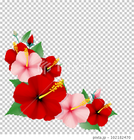 Hibiscus ornament blooming in midsummer 102182470