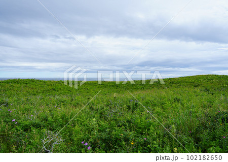 北海道北見市常呂町北海道遺産ワッカ原生花園 102182650