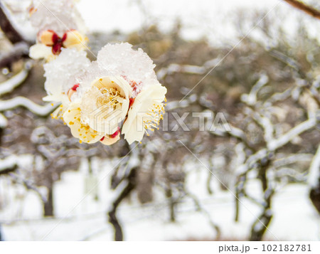 東京の雪の日の景色　満開の白梅に積もった雪 102182781