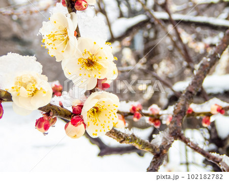 東京の雪の日の景色　満開の白梅に積もった雪 102182782