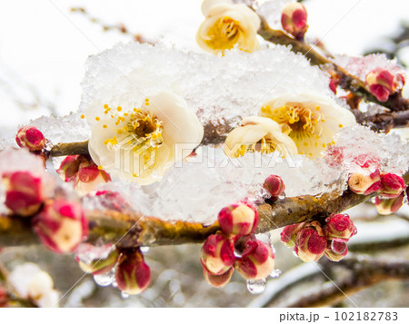 東京の雪の日の景色　満開の白梅に積もった雪 102182783