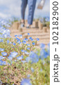 階段をバックに咲くネモフィラ 102182900