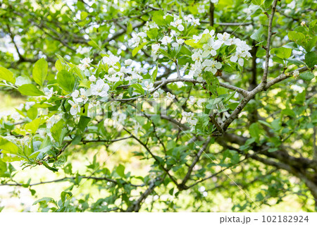 初夏に咲くズミ(酢実)の白い花 初夏に咲くズミ(酢実)の白い花 102182924