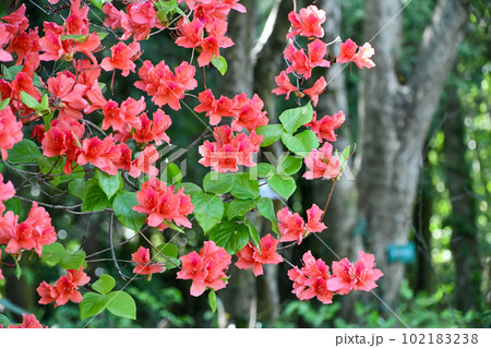 オンツツジ 102183238