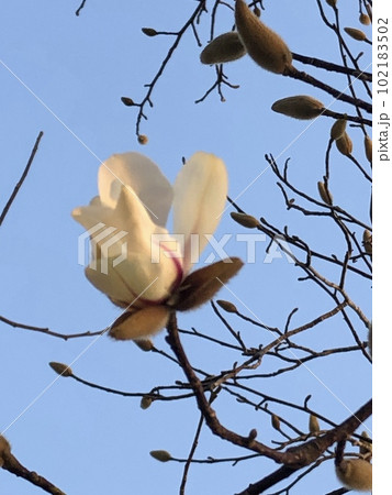 ***Magnolia*** ~・白木蓮・~ ***Magnolia*** ~・白木蓮・~ 102183502