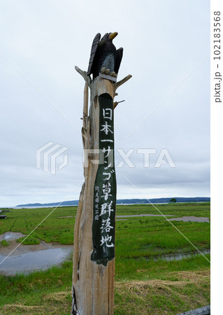 北海道網走市卯原内サンゴ草群落地 102183568