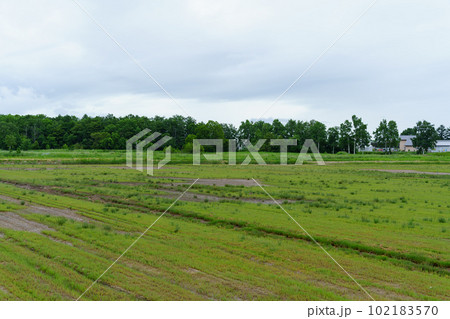 北海道網走市卯原内サンゴ草群落地 102183570