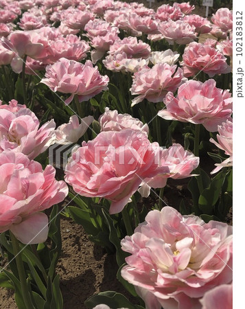 チューリップ～ ・・・・アンジェリカ・・・・の写真素材 [102183812