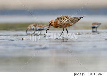 初夏の海岸に渡来するオレンジ色が鮮やかで美しいスマートな鳥オオソリハシシギ 102183825