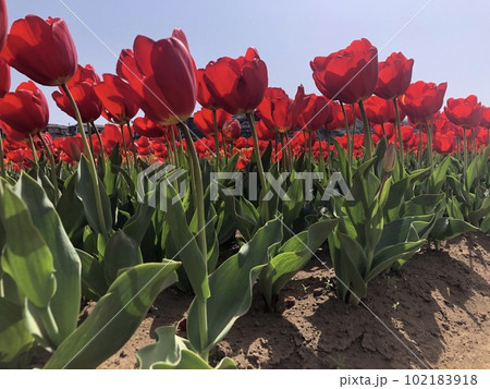 ~チューリップ~ ◦◦◦◦ Red tulips ◦◦◦◦ ~チューリップ~ ◦◦◦◦ Red tulips ◦◦◦◦ 102183918