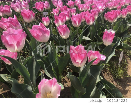 ~チューリップ~ ◦◦◦◦ Pink tulips ◦◦◦◦ ~チューリップ~ ◦◦◦◦ Pink tulips ◦◦◦◦ 102184223