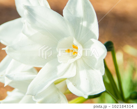 春の景色　満開の美しいスイセン 102184314