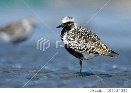 初夏の海辺で見られる白黒の羽が美しいチドリの仲間ダイゼン 102184333