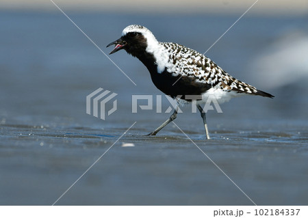 初夏の海辺で見られる白黒の羽が美しいチドリの仲間ダイゼン 102184337