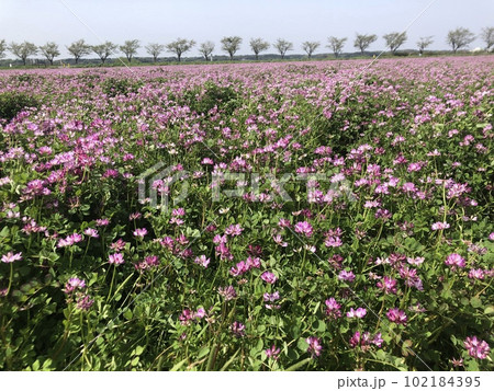 蓮華草 ⁺*****ゲンゲソウ*****⁺ 蓮華草 ⁺*****ゲンゲソウ*****⁺ 102184395
