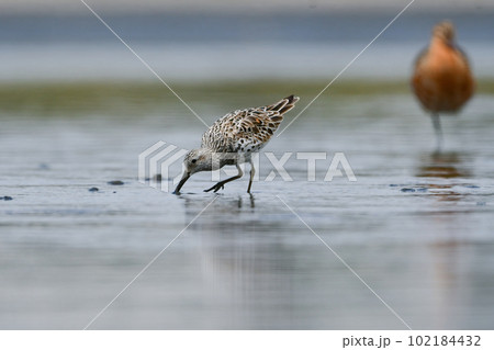 初夏の水辺で見られる長距離を渡る旅鳥オバシギ 102184432