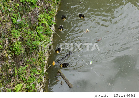 バリケンの親子 (Okinawa) バリケンの親子 (Okinawa) 102184461