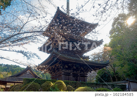 滋賀 三井寺 三重塔の春景色 滋賀 三井寺 三重塔の春景色 102184585
