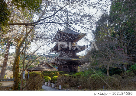 滋賀 三井寺 三重塔の春景色 滋賀 三井寺 三重塔の春景色 102184586