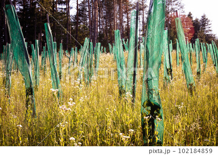 Field with flowers and small trees protected with grid from sun and wind Field with flowers and small trees protected with grid from sun and wind 102184859