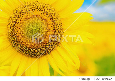 夏に咲くひまわりにとまるミツバチ 102184932