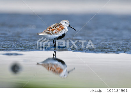 初夏の浜辺を黒とオレンジで彩る鮮やかな羽の色をしたハマシギ 102184961