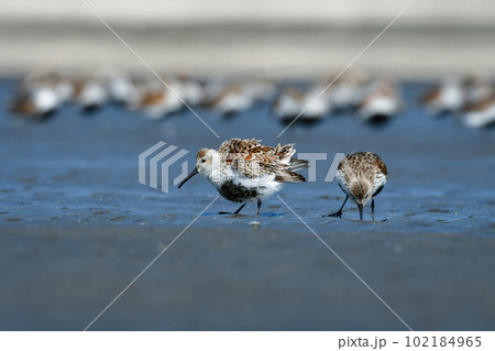 初夏の浜辺を黒とオレンジで彩る鮮やかな羽の色をしたハマシギ 102184965