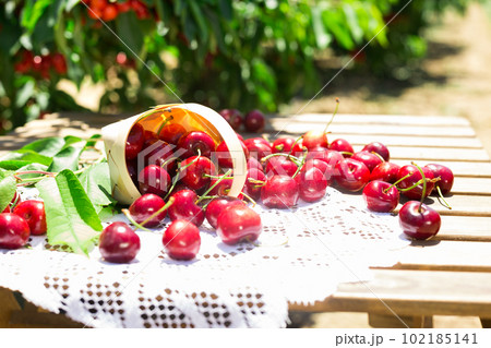 still life of cherries in wicker basket on table in garden 102185141