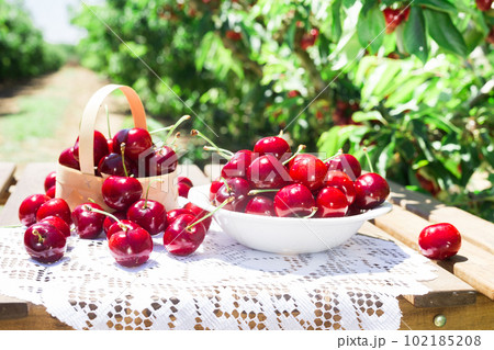 ripe juicy cherry berry in a white plate 102185208