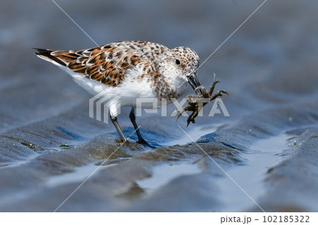 初夏の浜辺を彩るオレンジ色と白の美しいシギの仲間ミユビシギ 102185322