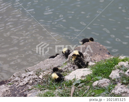 バリケンのヒナ (Okinawa) 102185325