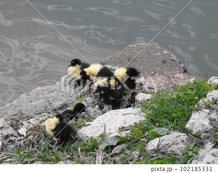 バリケンのヒナ (Okinawa) バリケンのヒナ (Okinawa) 102185331