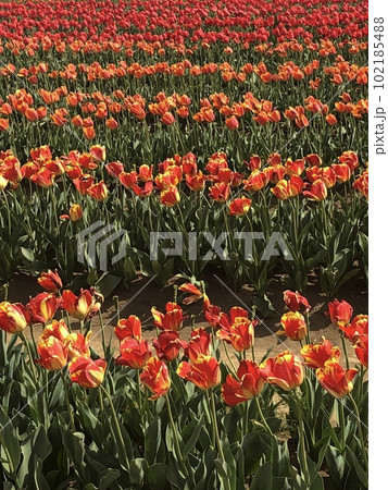 ~チューリップ~ ◦◦◦◦ Orange tulips ◦◦◦◦ ~チューリップ~ ◦◦◦◦ Orange tulips ◦◦◦◦ 102185488