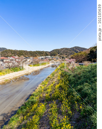春の景色　千葉県南房総の保田川の菜の花と頼朝桜 102185639