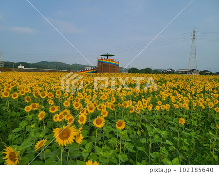 ひまわり 102185640