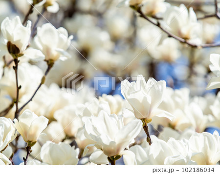 春らんまん　満開の美しいハクモクレン 102186034