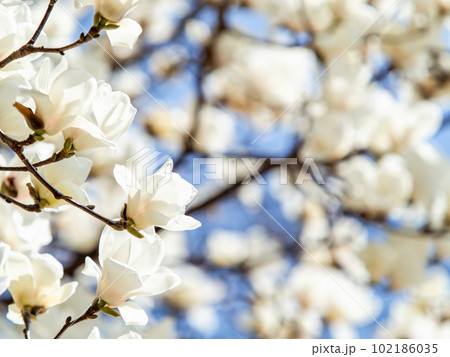 春らんまん　満開の美しいハクモクレン 102186035