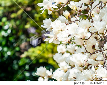 春らんまん　満開の美しいハクモクレン 102186044