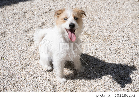 白い石の庭で微笑むジャックラッセルのバストアップ 102186273