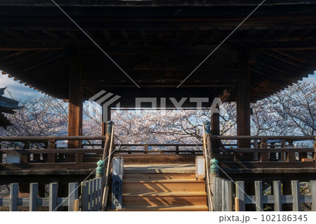 滋賀 三井寺 観月舞台からの花見 滋賀 三井寺 観月舞台からの花見 102186345