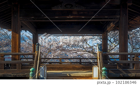 滋賀 三井寺 観月舞台と満開の桜 滋賀 三井寺 観月舞台と満開の桜 102186346