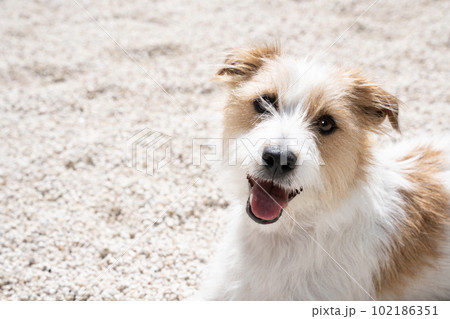 白い石の庭で微笑むジャックラッセルのバストアップ 102186351